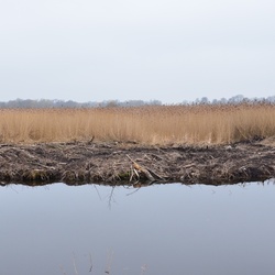 2018-04-14 Copenhagen/Utterslev Mose/DSC_0172.JPG